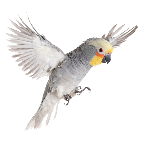 Untitled design - 2025-10-21T144707.798